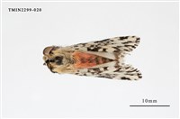 藏品(絡毒蛾)的圖片